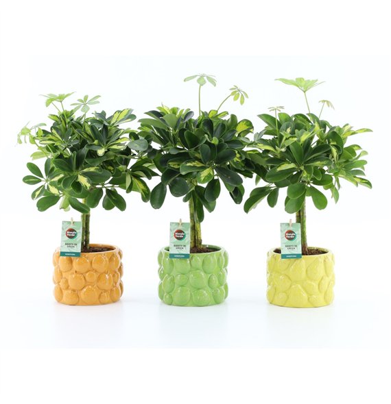 Šeflera arboricola gold capella Gold Capella in Dolce Frutta 2 pp 40cm 15cm Q4846