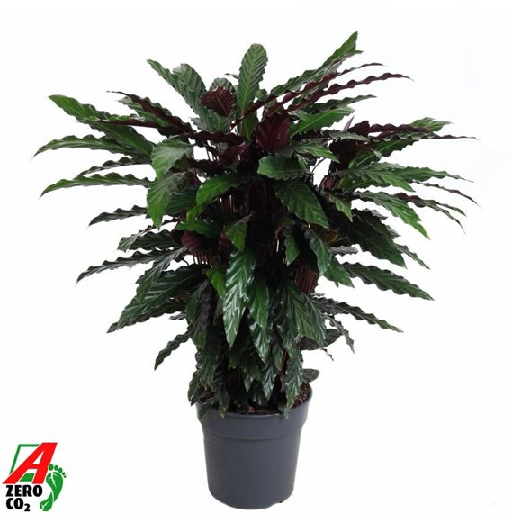 Kalateja rufibarba wavestar Wavestar2 pp without flower fl 100cm 27cm Q893