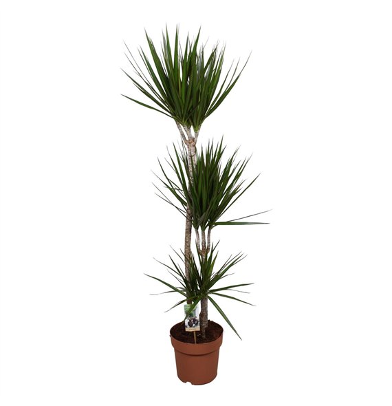 Dracena marginata Marginata 90-45-153 pp 160cm 24cm Q1307