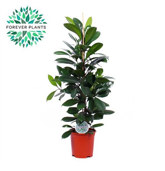 Fikus cyathistipula Cyathistipula p21 3 pp 105cm 21cm Q1704