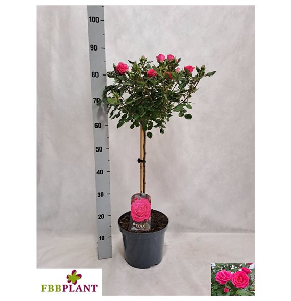 Vrtnica rosa other stem Pink 100cm 23cm Q1836