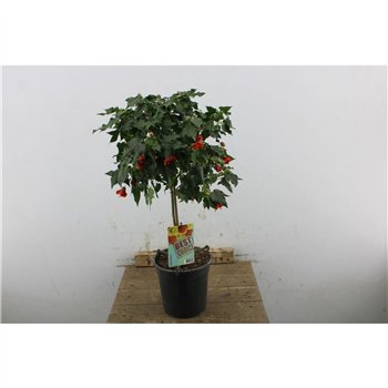 Abutilon 70cm 19cm Q1907