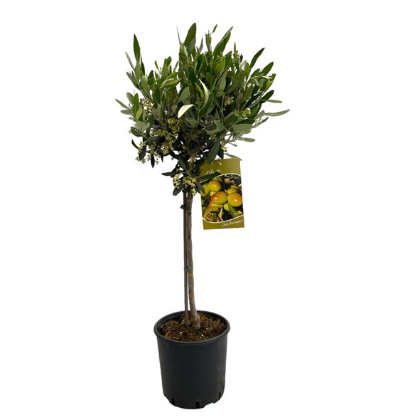 Oljka Olea europaea  on stem 90cm 19cm Q1909
