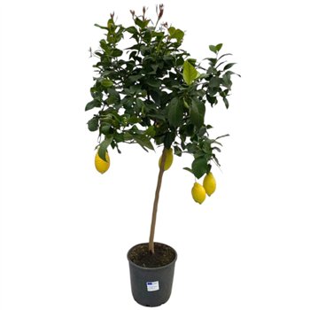Citrus limon Lemon  on stem - 5 6 vruchten 120cm 22cm Q1935