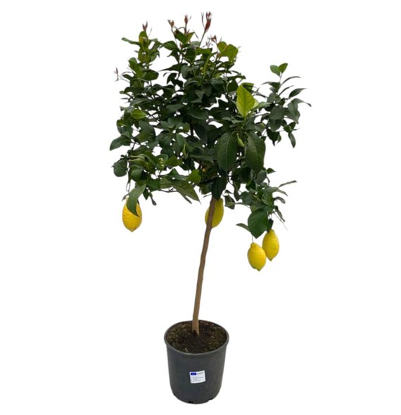 Citrus limon Lemon  on stem - 5 6 vruchten 120cm 22cm Q1935