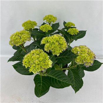 Hortenzija Hi Meadow Terras Ocean fl 7+ Flowersbl 45cm 21cm Q2013