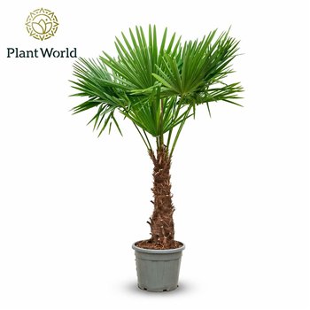 Trachycarpus fortunei fortuneii  Eagle palm P45 240cm 230cm 45cm Q2032