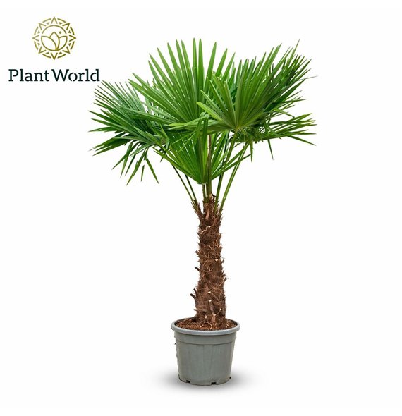 Trachycarpus fortunei fortuneii  Eagle palm P45 240cm 230cm 45cm Q2032