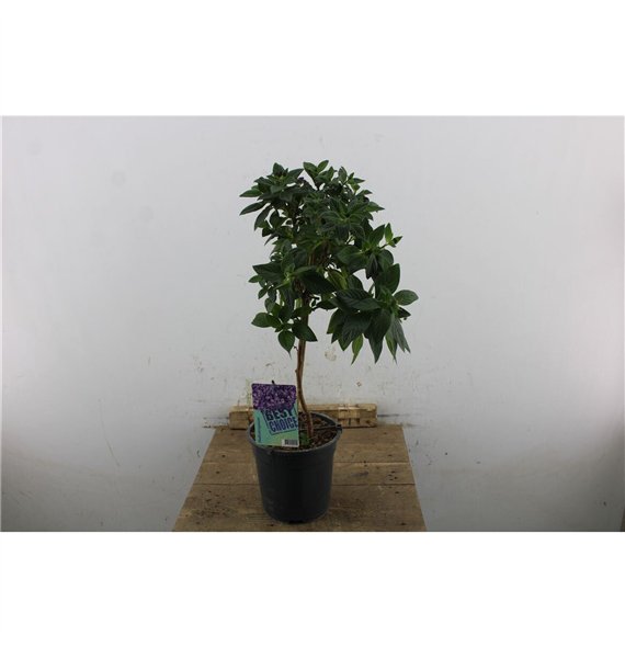 Heliotropium baby blue 70cm 19cm Q2061