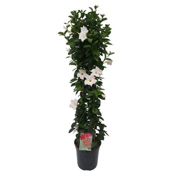 Mandevilla sundaville white Sundaville (Dipladenia) wit P24 piramide 3 pp 110cm 24cm Q2067