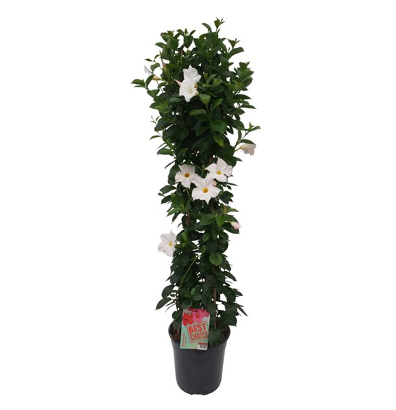 Mandevilla sundaville white Sundaville (Dipladenia) wit P24 piramide 3 pp 110cm 24cm Q2067