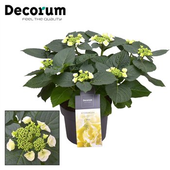 Hortenzija macr  lacecap grp benxi Teller Benxi (wit) 7 - 12 heads (Decorum) fl 45cm 23cm Q2147
