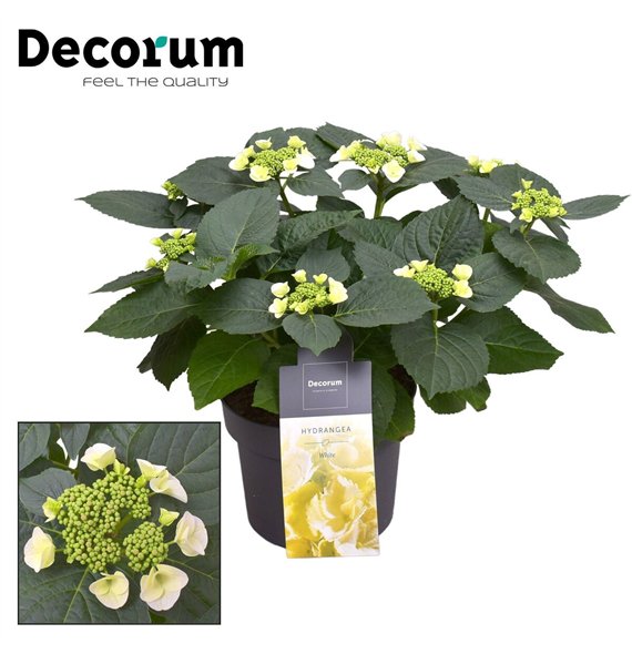 Hortenzija macr  lacecap grp benxi Teller Benxi (wit) 7 - 12 heads (Decorum) fl 45cm 23cm Q2147