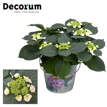 Hortenzija macr  lacecap grp benxi Teller Benxi (wit) 7 - 12 heads in Vedro (Decorum) fl 45cm 23cm Q2203