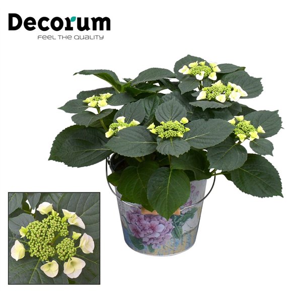 Hortenzija macr  lacecap grp benxi Teller Benxi (wit) 7 - 12 heads in Vedro (Decorum) fl 45cm 23cm Q2203