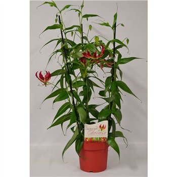 Gloriosa superba rothschildiana Triangel Rood 3 pp 1 fl 100cm 21cm Q2231