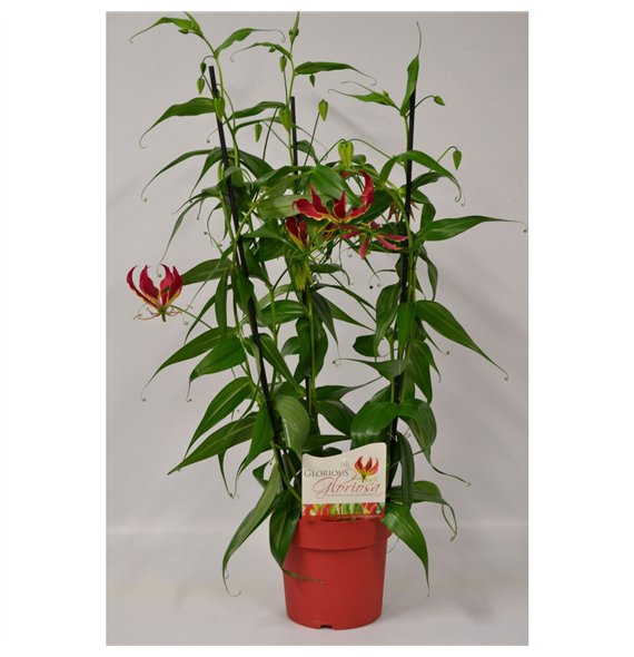 Gloriosa superba rothschildiana Triangel Rood 3 pp 1 fl 100cm 21cm Q2231