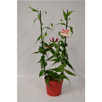 Gloriosa superba rothschildiana arc Rood 1 fl  2 pp 100cm 21cm Q2232