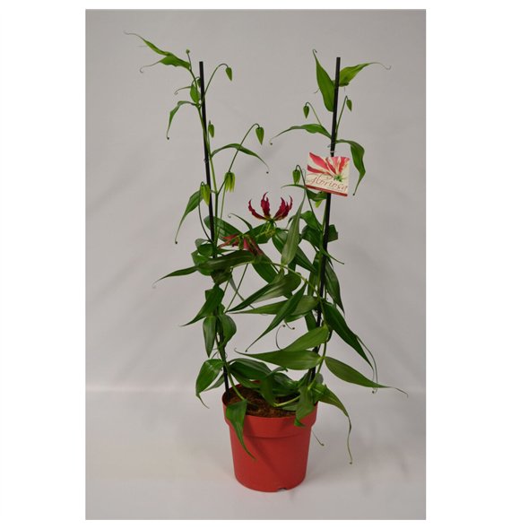 Gloriosa superba rothschildiana arc Rood 1 fl  2 pp 100cm 21cm Q2232