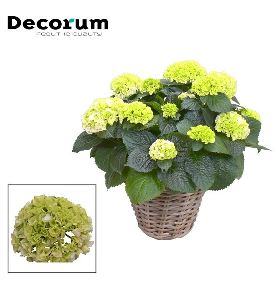 Hortenzija hi white sun bulb White 10 - 15 heads in Rattan Košara (Decorum) fl 55cm 23cm Q2431