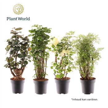 Polyscias branched mixed 1 pp 100cm 24cm Q3954