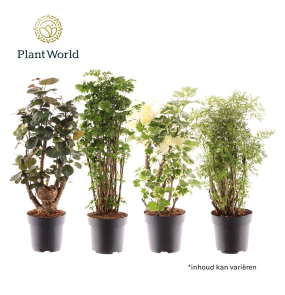 Polyscias branched mixed 1 pp 100cm 24cm Q3954