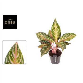 Aglaonema Dreamcatcher 1 pp 40cm 12cm Q102