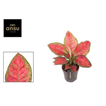Aglaonema Cayenne Red 2 pp 30cm 12cm Q107