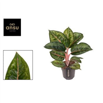 Aglaonema Camo Rubina 1 pp 40cm 12cm Q108