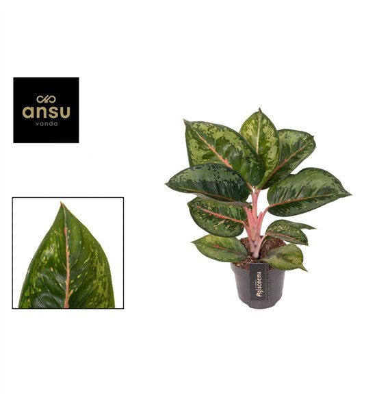 Aglaonema Camo Rubina 1 pp 40cm 12cm Q108