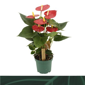 Anthurium andr  Aroha 12cm 5 fl 35cm 12cm Q404