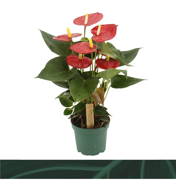 Anthurium andr  Aroha 12cm 5 fl 35cm 12cm Q404