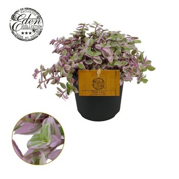 Callisia Rosato 10 5cm 15cm 10.5cm Q901