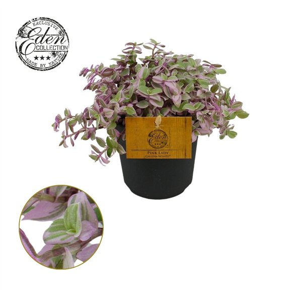 Callisia Rosato 10 5cm 15cm 10.5cm Q901