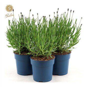 Lavandula angustifolia felice ang  Felice® Collection P12 23cm 12cm Q2003
