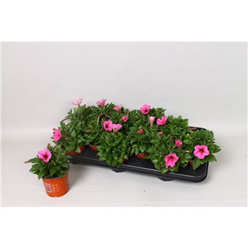 Petunia potunia plus pinkalicious Pinkalicious 20cm 10.5cm Q751