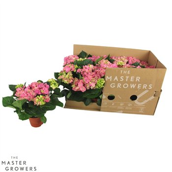 Hortenzija sarena Pink 3+ - ECO 22cm 10cm Q2518