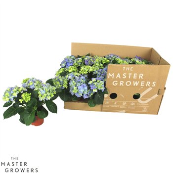 Hortenzija fabolo Blue 3+ - ECO 22cm 10cm Q2519