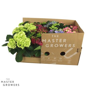 Hortenzija macr  mix Mix 3+ - ECO 22cm 10cm Q2520