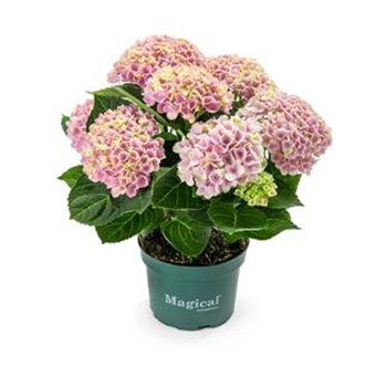 Hortenzija macr  magical revolution Pink 3+ - ECO 25cm 10.5cm Q2539