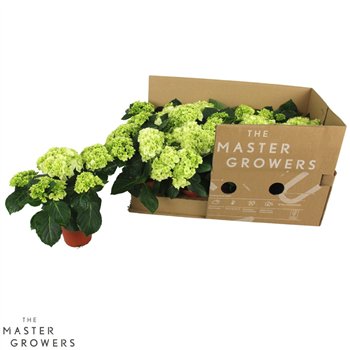 Hortenzija hi white sun White 3+ - ECO 22cm 10cm Q2540