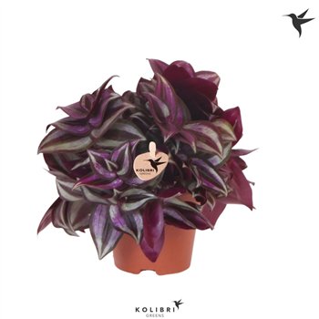 Tradescantia violet hill Kolibri Greens Zebrina 10 - 14 cm 1 pp 10cm 9cm Q4274
