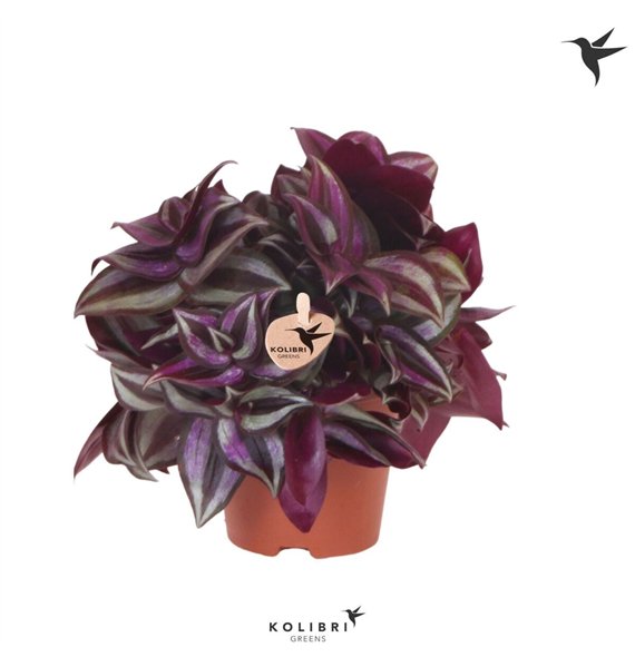 Tradescantia violet hill Kolibri Greens Zebrina 10 - 14 cm 1 pp 10cm 9cm Q4274