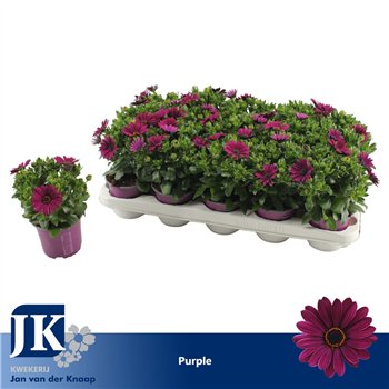 Osteospermum sunny mary osteospermum Paars TST 25cm 10.5cm Q2014