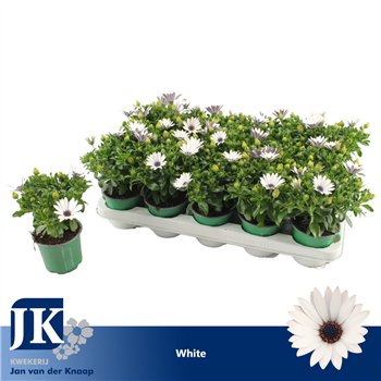 Osteospermum sunny felix Wit TST 25cm 10.5cm Q2015