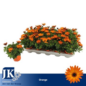 Osteospermum sunny classic cilia Oranje TST 22cm 10.5cm Q2097