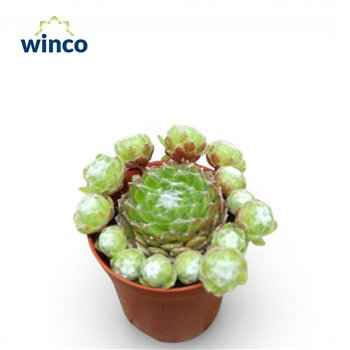 Sempervivum arachnoideum Arachnoidum 10cm 5.5cm Q1880
