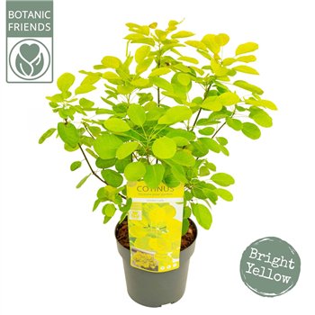 Cotinus coggygria cog  Golden Lady ® 50cm 19cm Q1887
