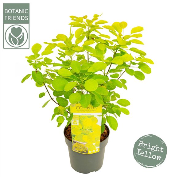 Cotinus coggygria cog  Golden Lady ® 50cm 19cm Q1887