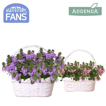 Scaevola aemula mix in Duomand twins 1 pp 27 cm diameter 20 fl 25cm 24cm Q2094